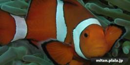 2000-11-23 けらま