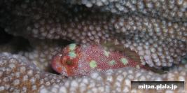 2001-05-02 けらま