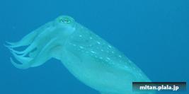 2002-03-23 けらま