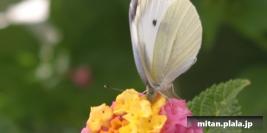 2002-10-27 立会街道