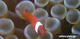 2003-06-28 けらま