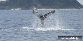 2004-03-22 けらま