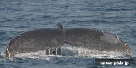 2006-03-14 けらま