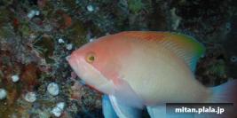 2006-12-30 けらま