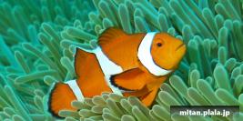 2007-09-23 けらま