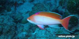 2007-12-29 けらま