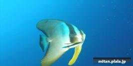 2008-03-09 けらま