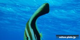 2008-09-06 けらま