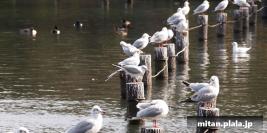 2010-03-13 立会街道・洗足池公園