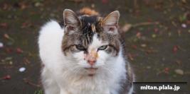 2010-04-03 立会街道