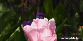 2010-05-01 立会街道