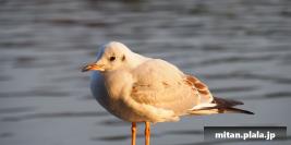 2010-12-30 洗足池公園