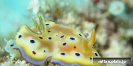 2011-03-12 けらま