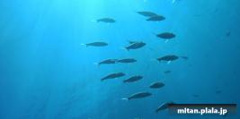 2011-09-24 けらま