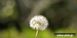 2012-06-08 洗足池公園