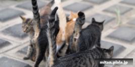 2012-09-30 多摩川、等々力