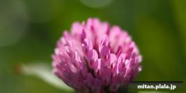 2012-11-04 多摩川、等々力