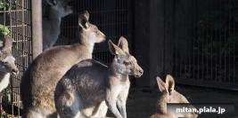 2012-11-24 金沢動物園