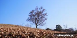 2013-01-02 小山田緑地