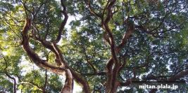 2013-01-12 林試の森公園