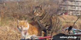 2013-02-03 多摩川