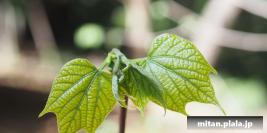 2013-04-07 新宿御苑