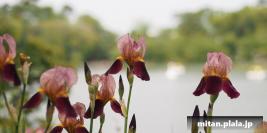 2013-04-29 洗足池公園