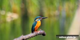 2013-05-04 泉の森