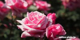 2013-05-18 生田緑地ばら苑