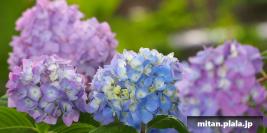 2013-06-01 横須賀ワイワイのりものフェスタ