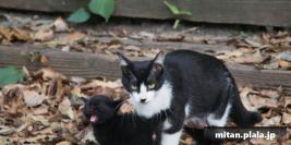 2013-06-09 東京港野鳥公園