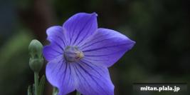 2013-07-15 薬師池公園