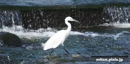 2013-08-17 多摩川