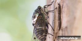 2013-08-18 林試の森公園