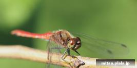 2013-10-27 善福寺川緑地、洗足池公園