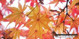 2013-12-01 旧芝離宮恩賜庭園、浜離宮恩賜庭園