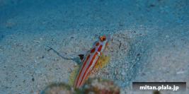 2013-12-28 けらま(海)