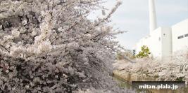 2014-04-01 目黒川