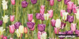 2014-04-12 お台場