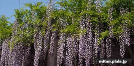 2014-04-26 林試の森公園