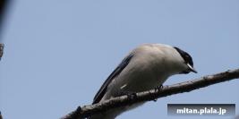 2014-05-03 清澄庭園