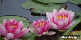 2014-05-06 行船・大島小松川公園