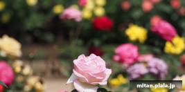 2014-05-24 秋留台公園