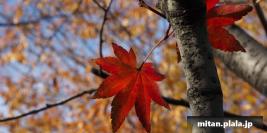 2014-12-07 立会街道