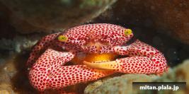 2014-12-27 けらま(海)