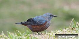 2014-12-27 けらま(陸)