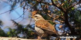 2015-02-11 神代植物公園