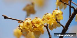 2015-02-21 小金井公園