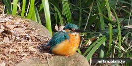 2015-02-28 生田緑地