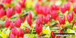 2015-04-12 新宿御苑